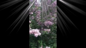 святые о природе и цветах