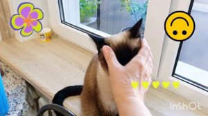 Смешная 🐱кошка 😂Ладушка #смешныекоты #котики #прикольные #видосыоткота #тайская кошка