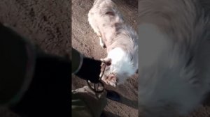 Почему собака лает на прохожих и других собак?