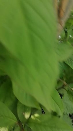 VID_20250524_173127.mp4