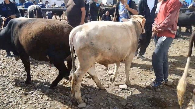 Молбозори Лейнский Район Нарху Навой Гову Мол🐄🐂  Мархамат Тамошо Кнен Дасгириро Фаромуш Насозен смотреть онлайн
