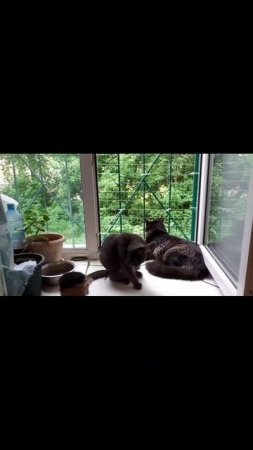 Котята на окошке.