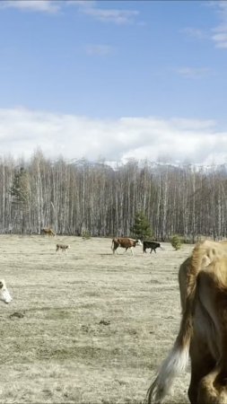 Как вездеходы Байкал забрасывают туристов на горы? Полное видео на нашем канале