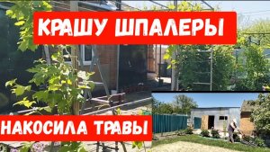 #27🌷22 мая.Жду сына/Покрасила шпалеры/Накосила травы/Черешня спеет