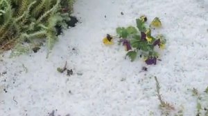 Град в конце мая. Ростовская область.