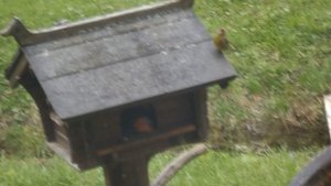 Снегирь в мае