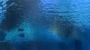 Красота под водой ч21