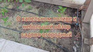 О капельном поливе и садово-огородный обзор Птички Степной