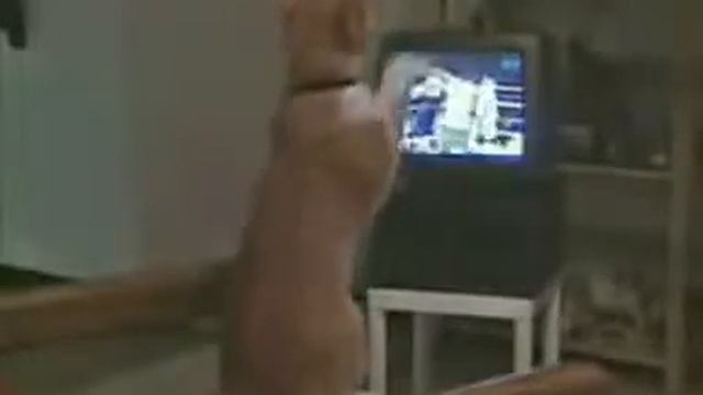 СУПЕР ПРИКОЛ: КОТ СМОТРИТ БОКС! смотреть онлайн