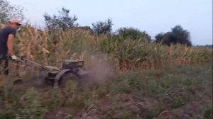 Уборка ботвы картофеля мотоблоком 2024