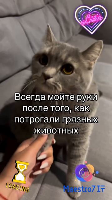 💻 Всегда мойте руки, когда потрогали животных (людей) ...