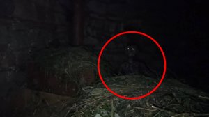 Страшные существа гномы начали попадать в кадр видео но кому то было повезло