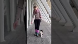 01109-Таннец собачек.