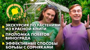 Растения из Красной книги | Проломка побегов винограда | Способы борьбы с сорняками. Дача