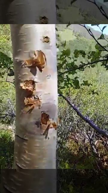 Медведи Камчатки пометили дерево смотреть онлайн