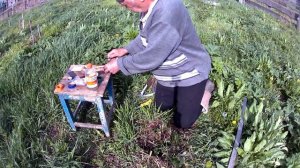 перепрививка мартовских в мае следующий осмотр привитых  в конце мая