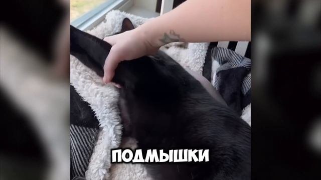 😻 СМЕШНЫЕ Животные!  - С ОЗВУЧКОЙ!! 😂 Подборка смешных