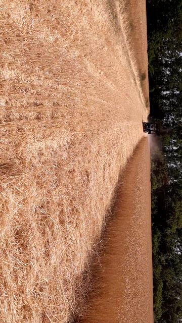 МТЗ 892.2 Измельчитель 👍👍👍 смотреть онлайн