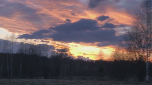 Тетерев на закате перед током 4К