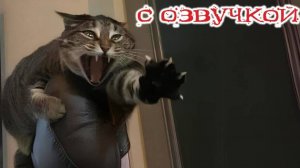 Приколы с котами Смешные коты С ОЗВУЧКОЙ СМЕШНЫЕ ЖИВОТНЫЕ 2025
