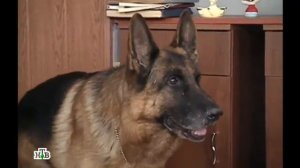 Возвращение Мухтара 2 Четыре рисунка карандашом