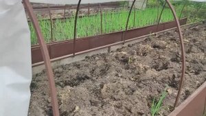 Супер средство для укоренения черенков. Какая-то мистика. Посадки продолжаются. Жизнь в деревне.