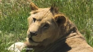 Мы снова встретились с молодым прайдом Симбы, только кто есть кто не поняли! Угадай льва! Тайган