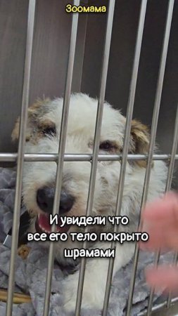 Спасение боевого товарища солдат