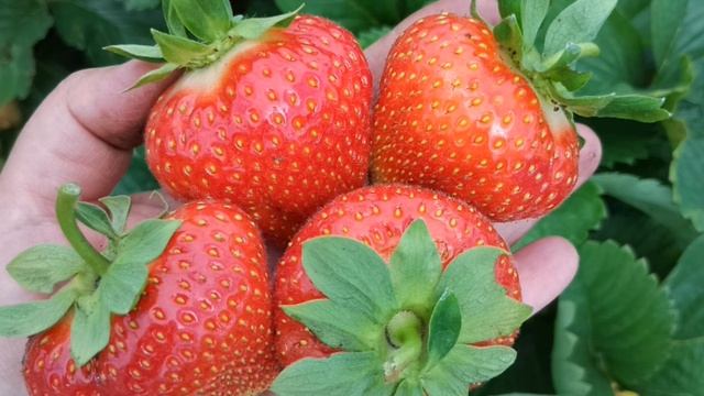 Весна 2025.Принимаем заказы на саженцы от КЛУБНИЧНОГО Б? смотреть онлайн