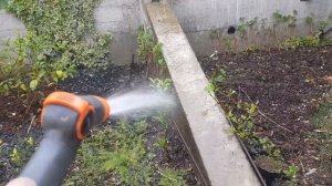 Виноградные черенки укоренил водой.