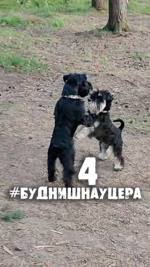 Собаки-кенгуру, собака-пылесос и встреча со змеёй. #БУДНИШНАУЦЕРА 4