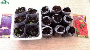 Петунии без ПИКИРОВКИ: меньше труда, лучше результат - 7 дач