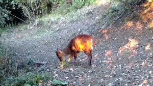 🦌Редкие животные провинции Юньнань