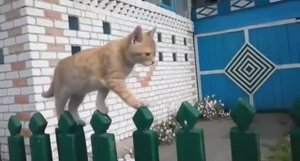 ....Зачем животным нужен Хвост...