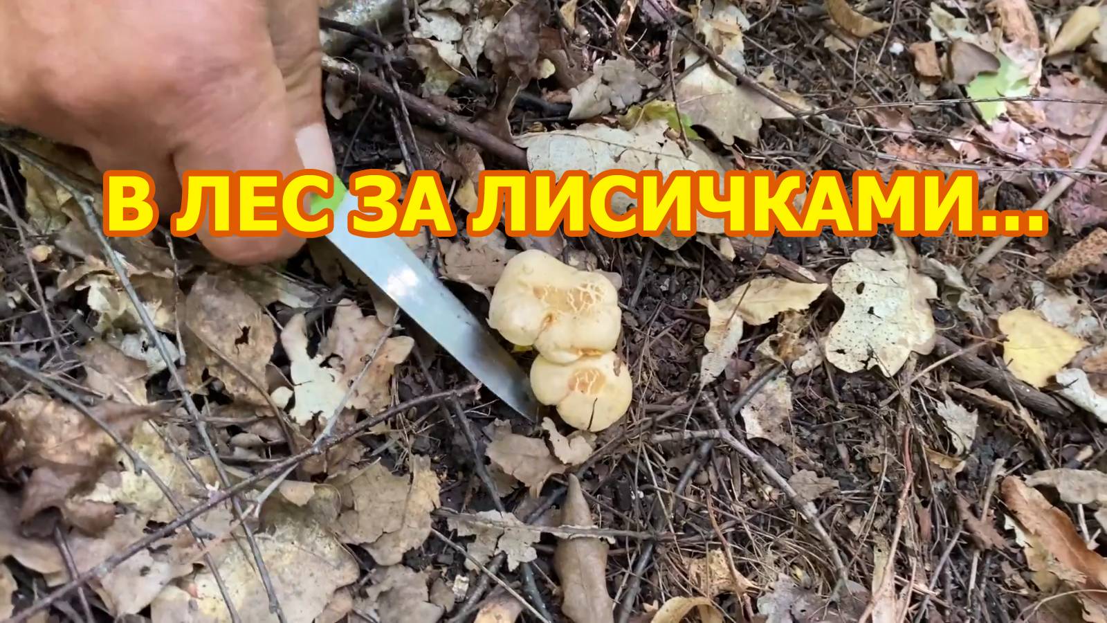 Тихая охота. Отправились с тестем в лес за лисичками смотреть онлайн