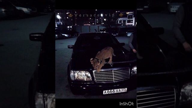 Цыганская полька Кофтун 🔥 смотреть онлайн