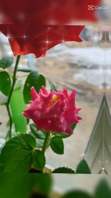 Розовая клумба на окне. смотреть онлайн