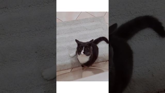 Смешные животные Супер позитив Котики собачки Приколы с животными Часть 10 смотреть онлайн