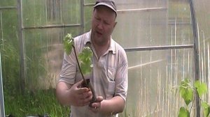 ЗНАКОВЫЙ ДЕНЬ - ПОСАДИЛ ВИНОГРАД!!!
