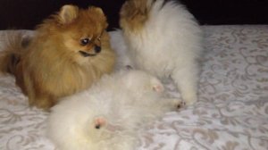 Варенька укладывает спать малышню