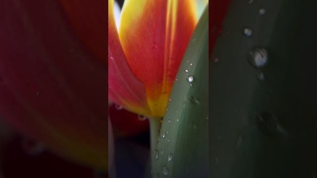 Как снимать цветы на видео красиво #красивое #видеосье