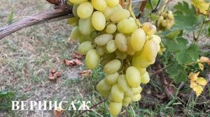 Виноград ВЕРНИСАЖ 17.08.2024