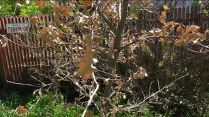 Молодой дубок вымерз