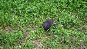 Бобры на Оленьих ручьях