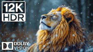 Исследуйте дикую природу в разрешении 12K HDR с кинематографической музыкой и эпическими кадрами