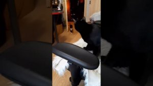 случайный пранк с кошками и воздушным шариком