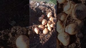 картофель "синеглазка" и сюрприз "фиолетовый"