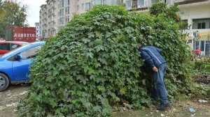 Киберспирт: Нубо куст.