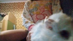 ✅❓Как сделать шлейку/поводок для морских свинок/хомяков/крыс и тд\ ✅ИЗ ПОДРУЧНЫХ СРЕДСТВ ❓✅