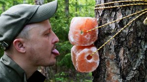 Солевой лизунец для лося. Кабаны сходят с ума от селедки. Охота на фотоловушки. Подвесной солонец